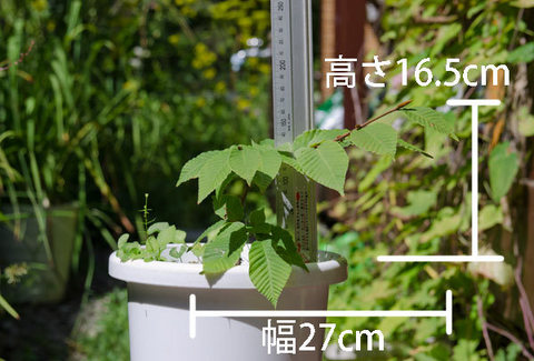 20150903inubuna_B01.jpg
