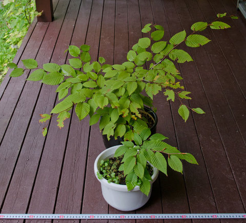 20150916inubuna_A&B01.jpg