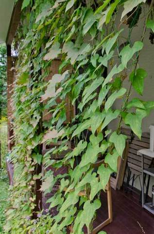 20150917midori02.jpg