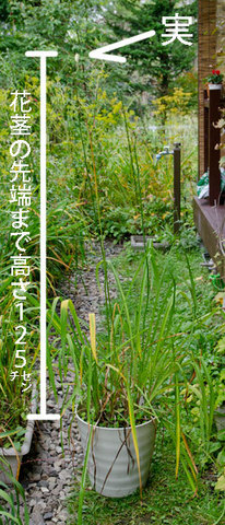 20150924yusuge_7y_pot_00.jpg