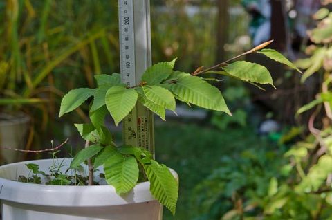 20151003inubuna_B01.jpg