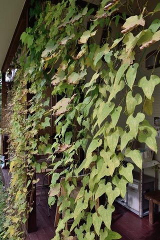 20151010midori02.jpg