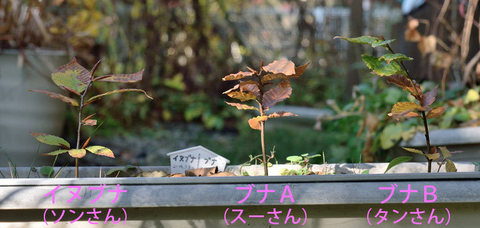20151024buna&inubana02re.jpg