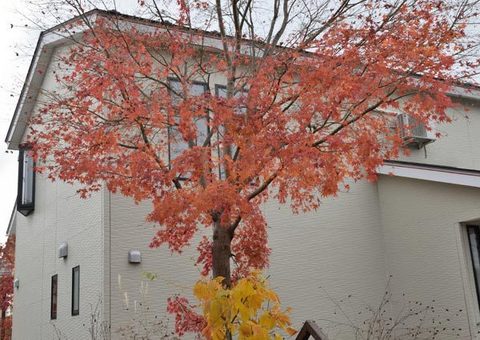 20151107momiji01.jpg