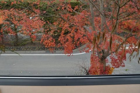 20151107momiji02.jpg