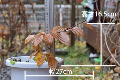 20151108inubuna_B01.jpg
