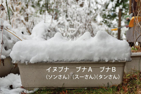 20151126buna&inubana01.jpg