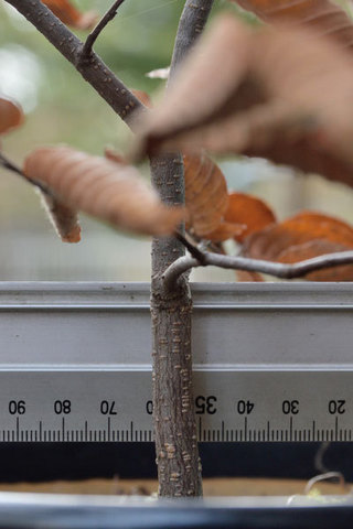 20151129inubuna_A03.jpg