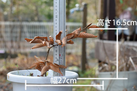 20151129inubuna_B01.jpg