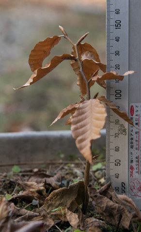 20151230banaA01.jpg