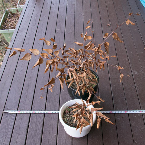 20151230inubuna_A&B01.jpg