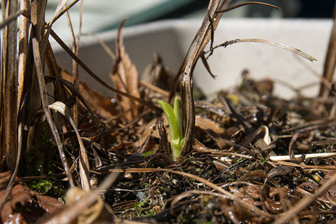20160326yusuge_5y_planter01.jpg