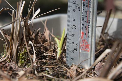 20160401yusuge_5y_planter01.jpg