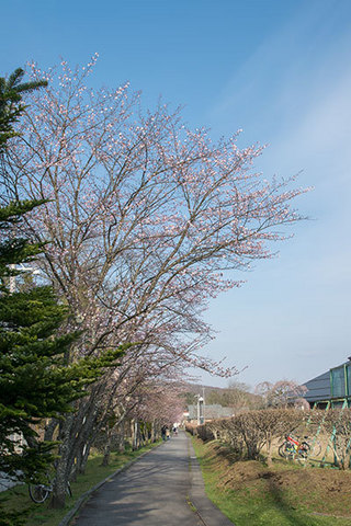 20160420yagasaki-sakura01.jpg
