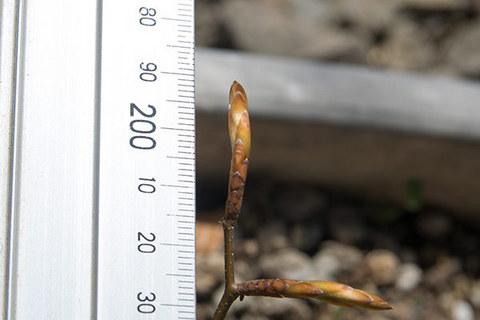 20160423banaA02.jpg