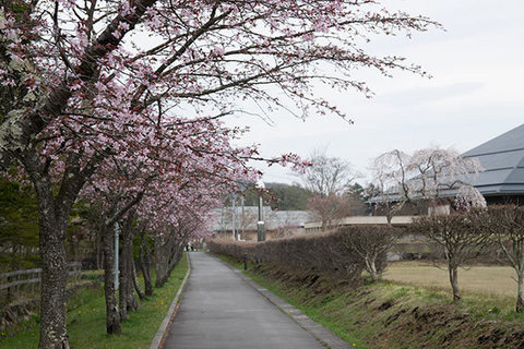 20160423yagasaki-sakura03.jpg