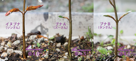 20160501buna&inubana05.jpg