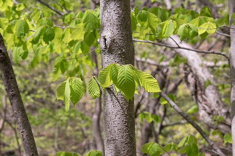 20160508inubuna_jiseichi.jpg