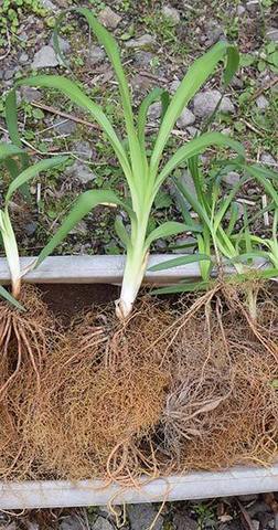 20160515yusuge_5y-7y_planter_01.jpg