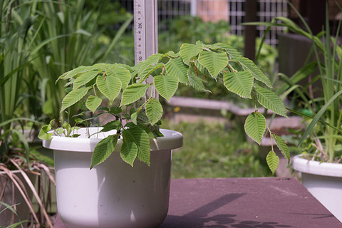20160520inubuna_B01.jpg
