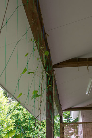 20160604midori01.jpg