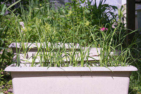 20160604yusuge_2y_planter_01_20150510.jpg
