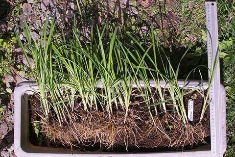 20160604yusuge_2y_planter_02_20150510.jpg