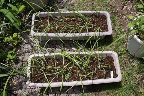 20160604yusuge_2y_planter_03_20150510.jpg