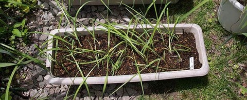 20160604yusuge_2y_planter_03_20150510re.jpg