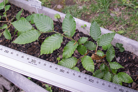 20160605banaB02.jpg