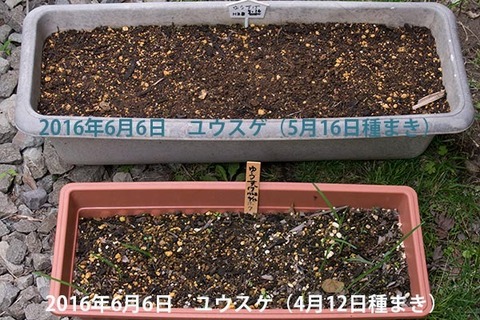 20160606yusuge_1y_planter_01_20160412_0516.jpg