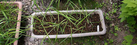 20160606yusuge_2y_planter_01_20150510re.jpg