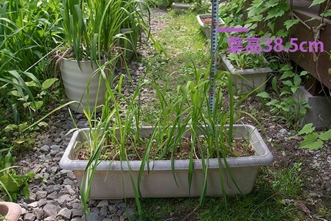 20160606yusuge_4y_planter_01_20130422.jpg