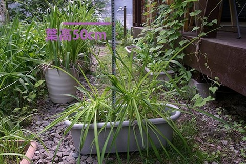 20160606yusuge_8y_planter_01.jpg
