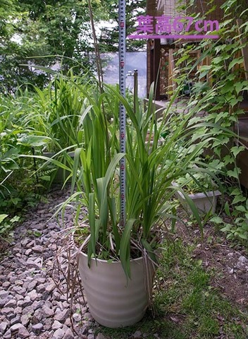 20160606yusuge_8y_pot_01.jpg