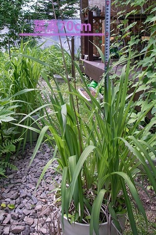 20160610yusuge_8y_pot_01.jpg