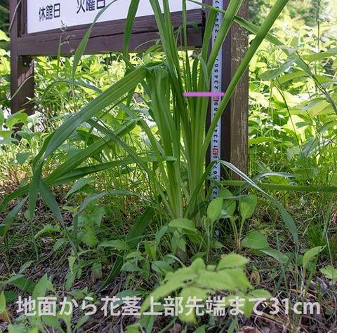 20160611yusuge_kakei02.jpg