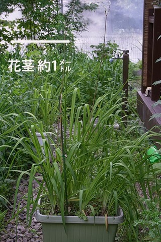 20160701yusuge_8y_planterA_01.jpg