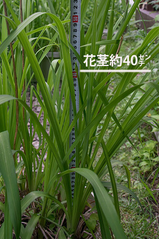 20160701yusuge_8y_pot_02.jpg