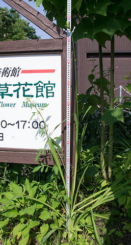 20160701yusuge_rojiC01.jpg