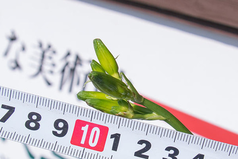 20160701yusuge_rojiC02.jpg