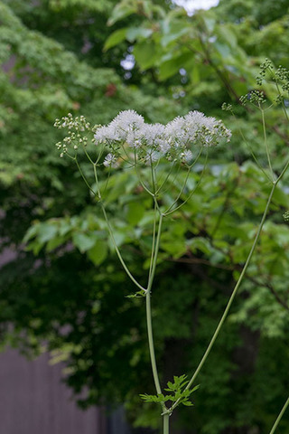 20160702karamatsuso01.jpg