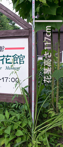 20160702yusuge_rojiC01.jpg