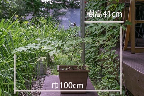 20160703inubuna_A01.jpg