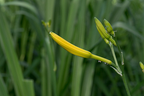 20160703yusuge_rojiB01_1607.jpg