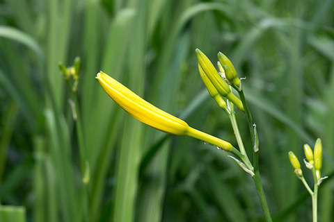 20160703yusuge_rojiB02_1741.jpg