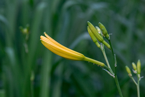 20160703yusuge_rojiB03_1900.jpg
