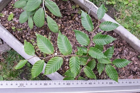 20160704banaA02.jpg