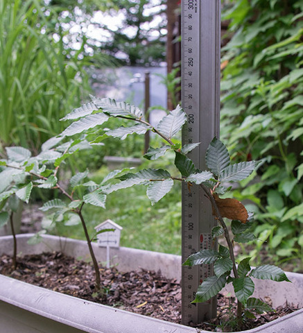 20160704banaB01.jpg