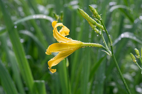 20160704yusuge_rojiB01_0616.jpg